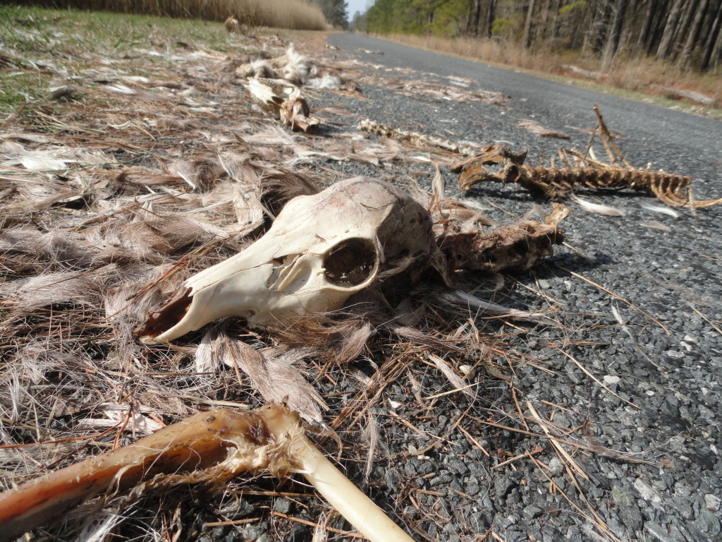 Skeleton Road near Blackwater National Wildlife Refuge