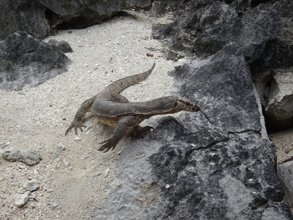 Monitor lizard, Coron, Philippines