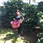 Coffee Plantation Costa Rica
