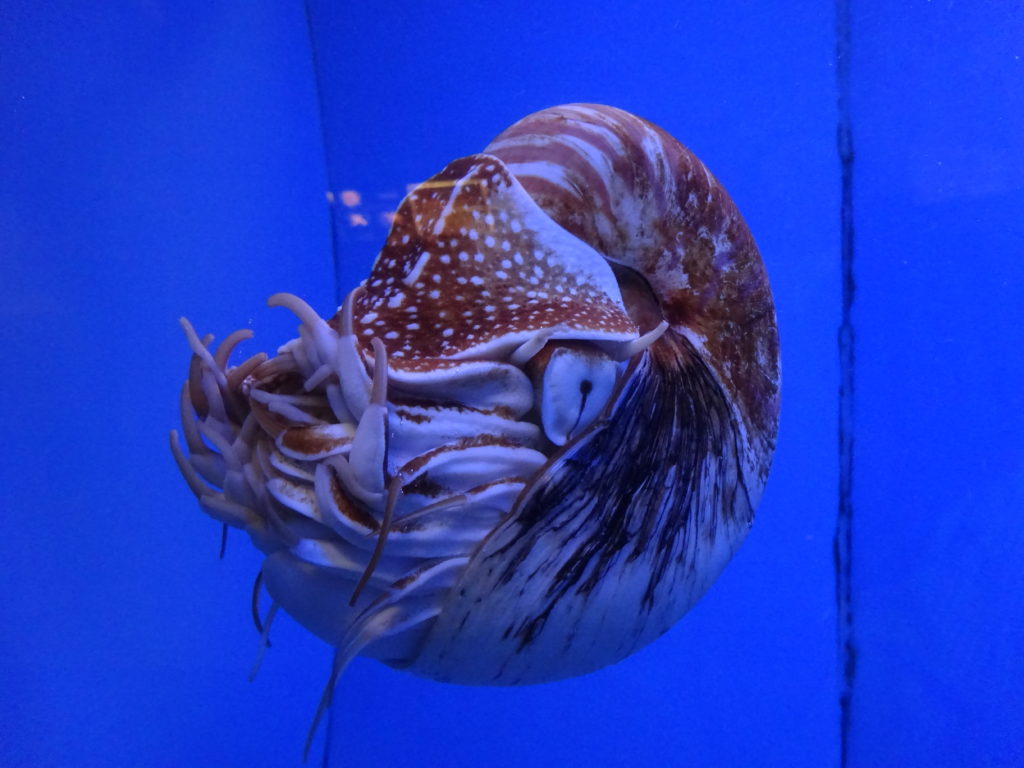 Aquarium du Quebec, Nautilus