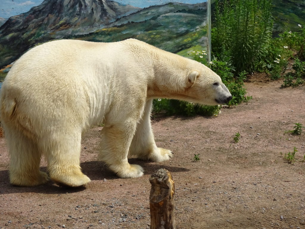 Aquaruim du Quebec, polar bear